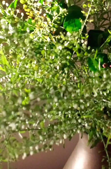 verde